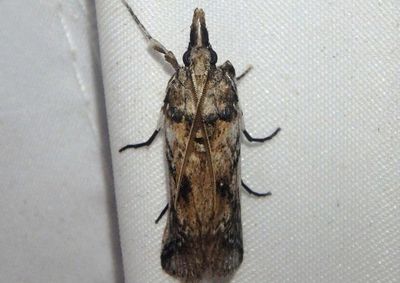 5975.2 - Alberada franclemonti; Pyralid Moth species