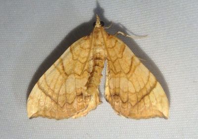 7198 - Eulithis luteolata; Geometrid Moth species