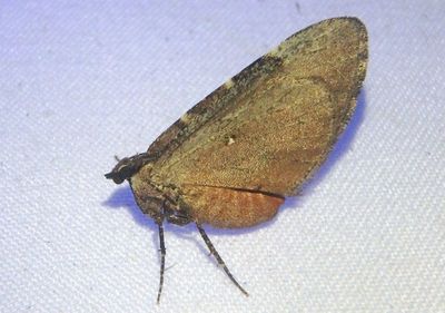 7333-7353 - Stamnodes Geometrid Moth species