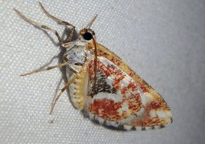 7347 - Stamnodes formosata; Geometrid Moth species