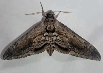 7776 - Manduca quinquemaculatus; Five-spotted Hawk Moth