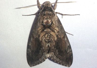 7776 - Manduca quinquemaculatus; Five-spotted Hawk Moth