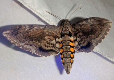 7776 - Manduca quinquemaculatus; Five-spotted Hawk Moth