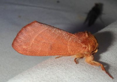 7914 - Datana perfusa; Prominent Moth species