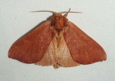 7914 - Datana perfusa; Prominent Moth species