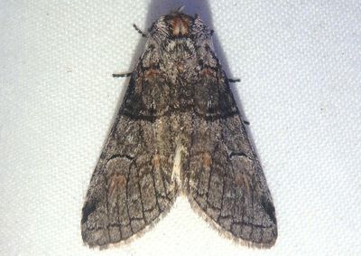 7962 - Afilia oslari; Prominent Moth species