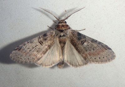 7963 - Scevesia angustiora; Prominent Moth species