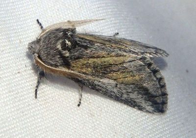 7970 - Astiptodonta wymola; Prominent Moth species