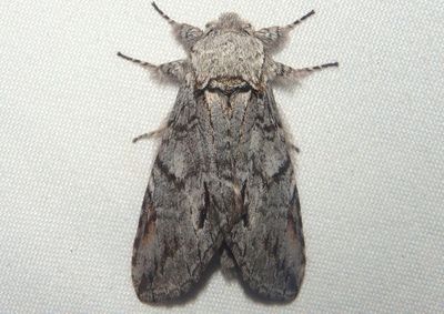 7976.1 - Macrurocampa miranda; Prominent Moth species