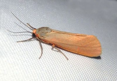 8115 - Virbia costata; Tiger Moth species