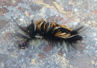 8232-8243 - Euchaetes Tussock Moth species caterpillar