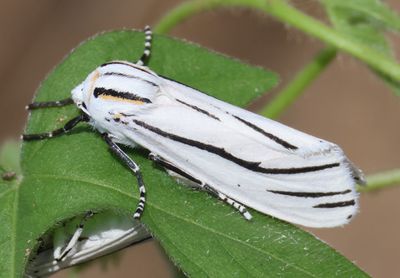8249 - Ectypia clio; Clio Tiger Moth
