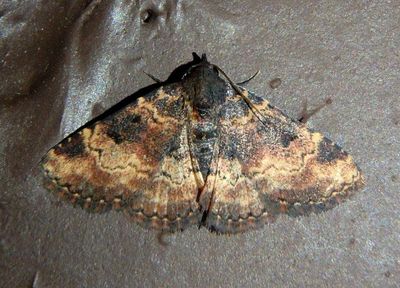 8507 - Metalectra edilis; Owlet Moth species