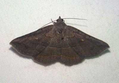 8654 - Lesmone griseipennis; Gray-winged Owlet