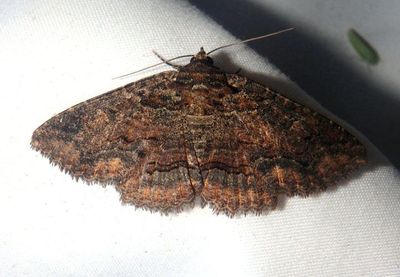 8696 - Zale insuda; Zale Moth species