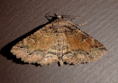 8710 - Zale rubiata; Zale Moth species