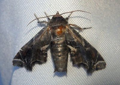 8968.2 - Eutelia furcata; Owlet Moth species