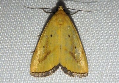 9044-9045 - Marimatha Owlet Moth species