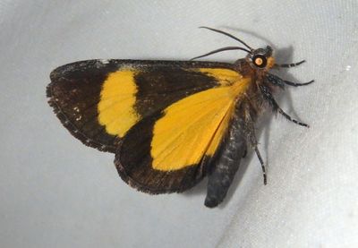 9303 - Gerra sevorsa; Owlet Moth species