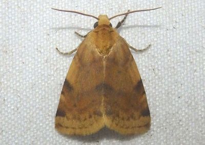 9726.1 - Azenia procida; Owlet Moth species