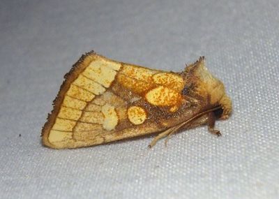 9799 - Nocloa alcandra; Owlet Moth species