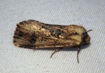 10870.1 - Dichagyris cataclivis; Dart Moth species