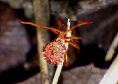 Acanthocephala Leaf-footed Bug species nymph
