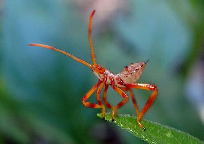 Acanthocephala Leaf-footed Bug species nymph