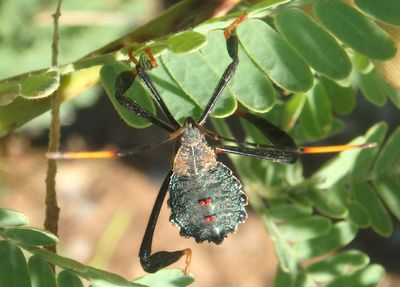 Acanthocephala thomasi; Giant Agave Bug nymph
