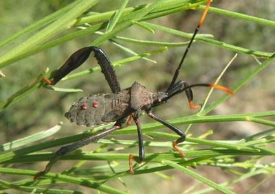 Acanthocephala thomasi; Giant Agave Bug nymph