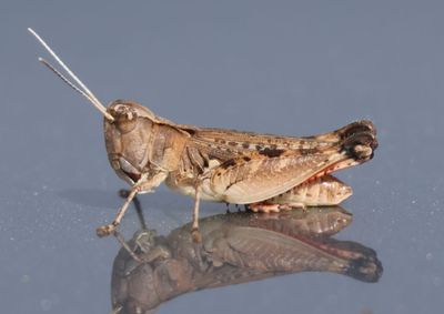 Ageneotettix deorum; White-whiskered Grasshopper; female