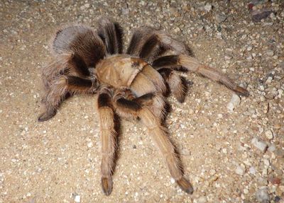 Aphonopelma chalcodes; Desert Blonde Tarantula 