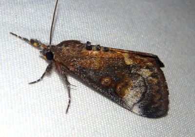 9303 - Gerra sevorsa; Owlet Moth species