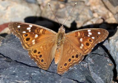 Asterocampa leilia; Empress Leilia