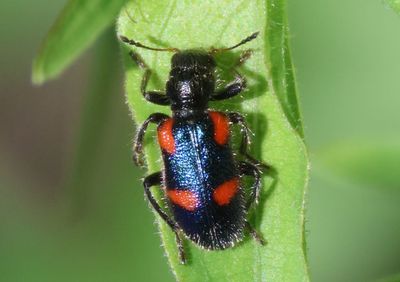 Checkered Beetles