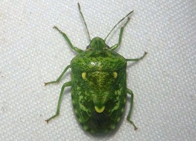 Banasa euchlora; Juniper Stink Bug