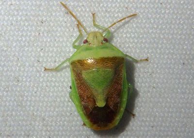 Banasa subcarnea; Stink Bug species