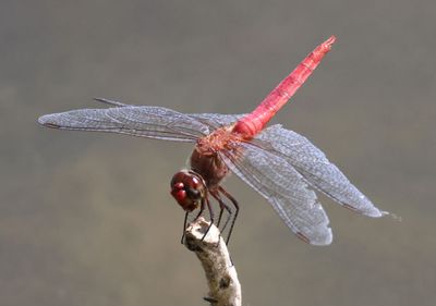 Brachymesia furcata; Red-tailed Pennant; male