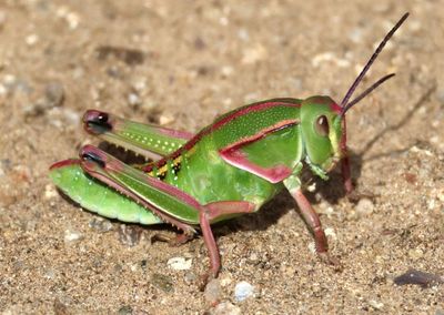 Brachystola magna; Plains Lubber; immature