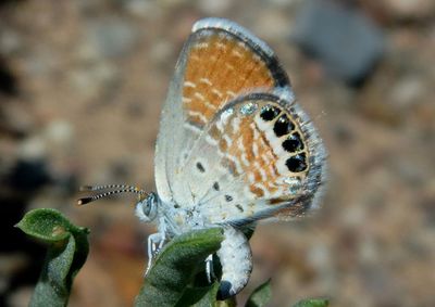 Brephidium exilis; Western Pygmy Blue