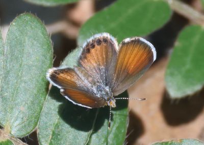 Brephidium exilis; Western Pygmy Blue