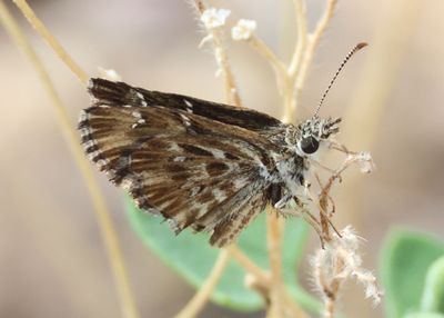 Celotes nessus; Common Streaky Skipper