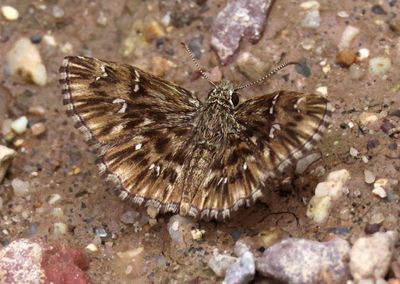 Celotes nessus; Common Streaky Skipper