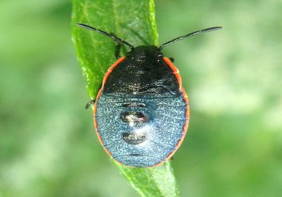 Chlorochroa ligata; Conchuela Bug nymph