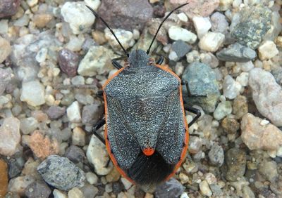 Chlorochroa ligata; Conchuela Bug