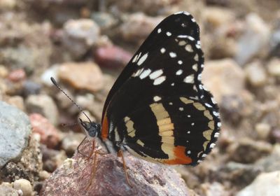 Chlosyne lacinia; Bordered Patch