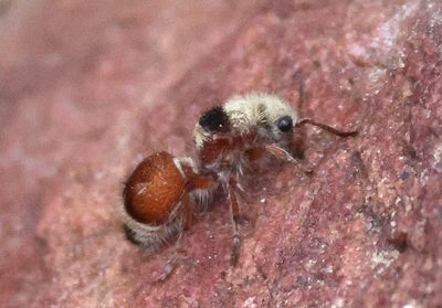 Dasymutilla sicheliana; Velvet Ant species; female