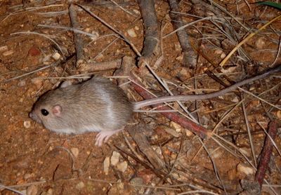 Desert Pocket Mouse