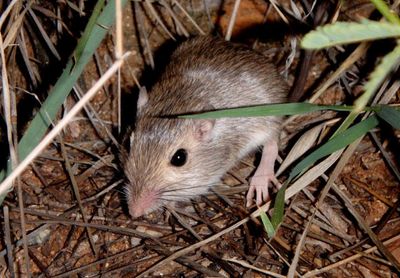 Desert Pocket Mouse 