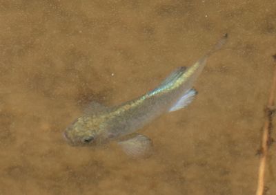Freshwater Fish of North America